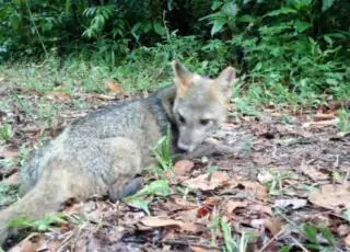 Raposa encontrada em Itamaraju é solta no Parque do Descobrimento