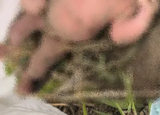 Recém-nascida é encontrada em área de mata; bebê estava exposta à chuva e ainda com cordão umbilical