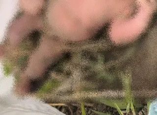 Recém-nascida é encontrada em área de mata; bebê estava exposta à chuva e ainda com cordão umbilical