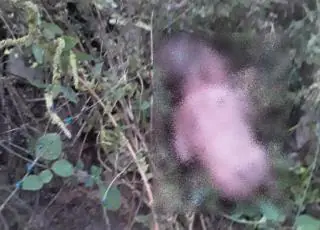 Recém-nascido achado em quintal de casa na BA é filho de neta de 16 anos do Idoso