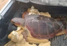 Resgate de tartaruga comove pescadores de Mucuri  e mobiliza rede de proteção ambiental