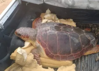 Resgate de tartaruga comove pescadores de Mucuri  e mobiliza rede de proteção ambiental