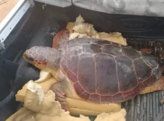 Resgate de tartaruga comove pescadores de Mucuri  e mobiliza rede de proteção ambiental