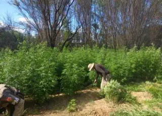 Roças de maconha avaliadas em R$ 800 mil são destruídas pela PM