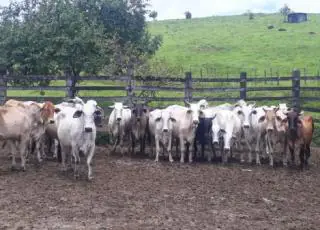 Ronda rural de Teixeira de Freitas recupera em Barra do Rocha gado furtado no Prado
