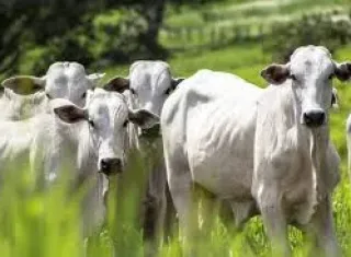 Polícia Civil investiga furto de gado em Fazenda de Rancho Alegre;  Parte dos animais foram recuperados e suspeitos identificados