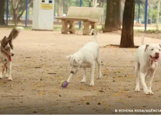 Saiba como funciona o SinPatinhas, novo RG Animal para cães e gatos
