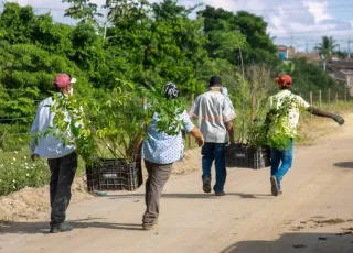 Saiba como participar da restauração de áreas florestais no Extremo Sul da Bahia