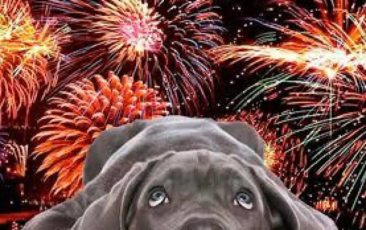 Saiba como proteger seus animais do barulho de rojões no fim de ano ...