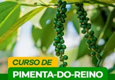 São José de Alcobaça recebe curso de capacitação sobre cultivo de pimenta-do-reino