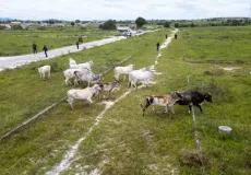 Secretaria de Agricultura recolhe 16 animais de grande porte em área urbana de Teixeira de Freitas