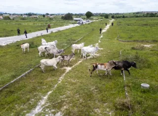 Secretaria de Agricultura recolhe 16 animais de grande porte em área urbana de Teixeira de Freitas