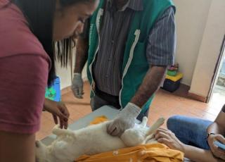 Secretaria de Agropecuária de Medeiros Neto realiza cirurgias gratuitas em animais