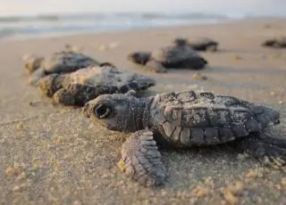 Secretaria de Meio Ambiente retoma programa de monitoramento das tartarugas marinhas em Mucuri