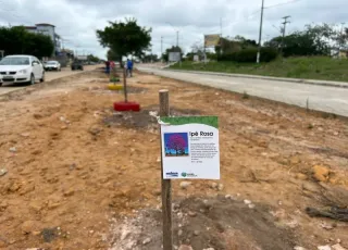 Secretaria de Obras inicia plantio de 50 novas árvores na Avenida Brasil, em Itabatã