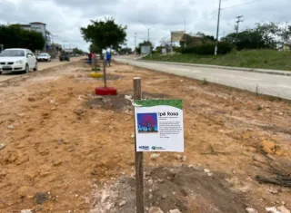 Secretaria de Obras inicia plantio de 50 novas árvores na Avenida Brasil, em Itabatã