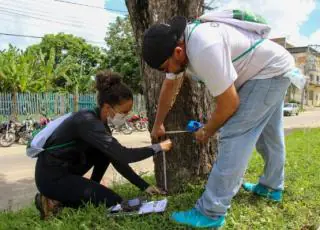 Secretaria Municipal de Meio Ambiente de Teixeira de Freitas inicia levantamento da arborização urbana do município