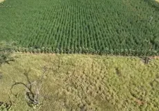 Segunda fase da Operação Raízes Ocultas erradica 300 mil pés de maconha na Bahia