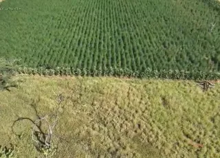 Segunda fase da Operação Raízes Ocultas erradica 300 mil pés de maconha na Bahia