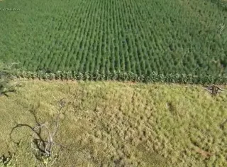 Segunda fase da Operação Raízes Ocultas erradica 300 mil pés de maconha na Bahia