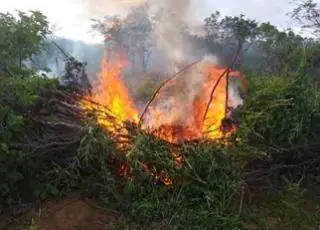 Seis mil pés de maconha são erradicados no interior da Bahia