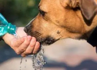 Senado aprova projeto que reconhece animal como ser com sentimentos