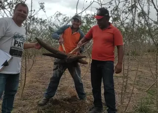 Servidores da secretaria de Agricultura de Teixeira de Freitas fazem  avaliação de unidade demonstrativa do PAT Mandiocultura na comunidade Córrego do Marimbondo