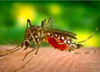 Sesab reforça necessidade de ampliação de horário de atendimento das unidades básicas devido o  aumento dos casos de dengue