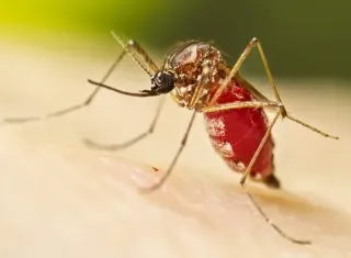 Sobe para 40 número de mortes por dengue na Bahia; epidemia abrange 269 municípios