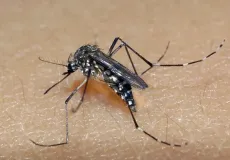 Sobe para 60 número de mortes por dengue na Bahia