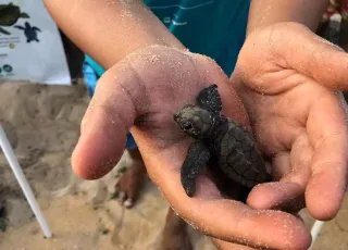 Soltura de filhotes tartaruga na Barra, atraiu diversas pessoas na Praia do Grauça