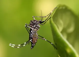 Sul do estado confirma casos de zika e chikungunya e alerta para risco de surto