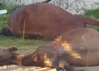 Suspeito de matar cavalos e éguas a tiros em Nova Viçosa é identificado