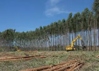 Suzano abre inscrições para Programa de Aprendizagem Florestal