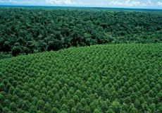 Suzano alerta para aumento de incêndios na Bahia e Espírito Santo