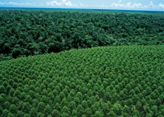 Suzano alerta para aumento de incêndios na Bahia e Espírito Santo