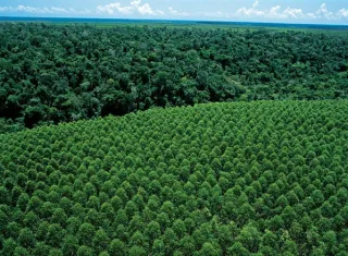 Suzano alerta para aumento de incêndios na Bahia e Espírito Santo