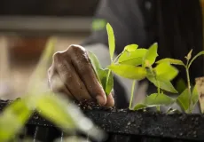 Suzano apoia iniciativas que unem cultura, educação e preservação ambiental durante a COP30