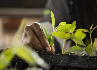 Suzano apoia iniciativas que unem cultura, educação e preservação ambiental durante a COP30