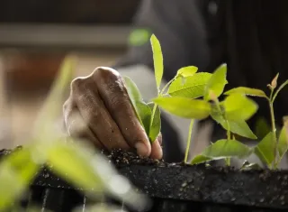 Suzano apoia iniciativas que unem cultura, educação e preservação ambiental durante a COP30