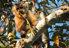 Suzano conecta área equivalente a mais de 200 mil campos de futebol por meio de corredores ecológicos em quatro anos