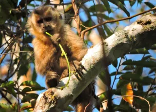 Suzano conecta área equivalente a mais de 200 mil campos de futebol por meio de corredores ecológicos em quatro anos