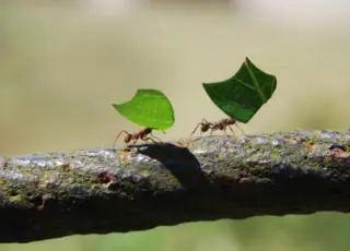 Suzano e AgTech Garage lançam desafio a startups para projeto de silvicultura