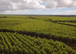 Suzano lança programa de Mudanças Climáticas na Cadeia de Valor focado nos fornecedores