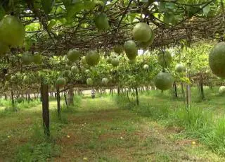 Suzano Papel e Celulose beneficia produtores de maracujá na Bahia