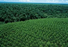 Suzano passa a integrar campanha internacional de preservação da natureza