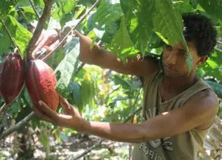 Suzano qualifica produtores de Cacau na Bahia