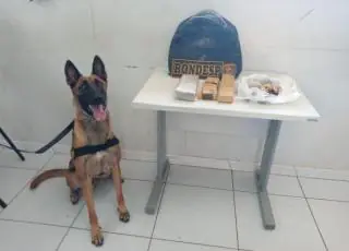Tabletes de maconha são encontrados após faro de cadela da PM