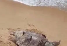 Tartaruga de Couro é encontrada morta na Praia do Marobá em Nova Viçosa