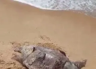 Tartaruga de Couro é encontrada morta na Praia do Marobá em Nova Viçosa